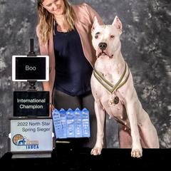 Boo - Dogo Argentino