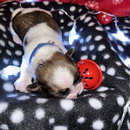 Shih Tzu Puppies from D’s Shih Tzu