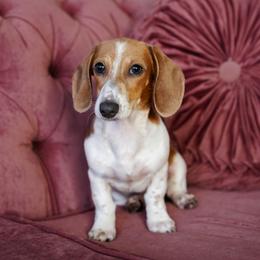 Taffyta - Piebald female Dachshund puppy in Temecula, California from Naomi Magee's Dachshund Kennel