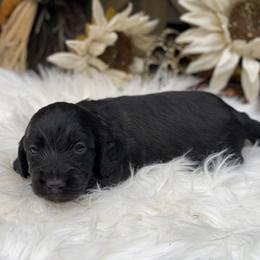 Dachshund Puppies from CR Kennels
