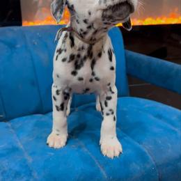 Dalmatian, Poodle, and Rhodesian Ridgeback Puppies from Ruffles, Ridges, & Spots!