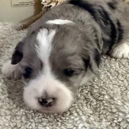 Jack Jack - Blue merle male Aussiedoodle puppy in Arrington, Tennessee from Tumblin T Aussies and Aussiedoodles