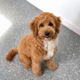 Willow - Goldendoodle