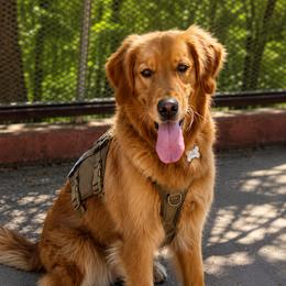 Charli - Golden Retriever