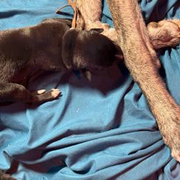 Boy 4 - Black male Greyhound puppy in Mesa, Arizona from ARK Kennels
