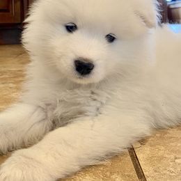 Samoyed Puppies from Falling cedar farm samoyeds