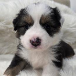 Rook - Black Tri - Black tri-color male Australian Shepherd puppy in Anthony, Florida from Out of the Blue Aussies