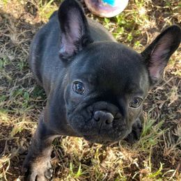 Girl 3 - female French Bulldog puppy in Comfort, Texas from Dayna Gwaltney