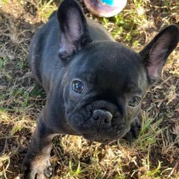 Girl 3 - female French Bulldog puppy in Comfort, Texas from Dayna Gwaltney