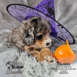 Bernedoodle Puppies from A Star is Born Doodles