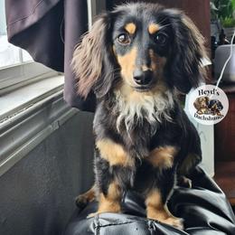 Bonnie - Black and cream female Dachshund puppy in Hoquiam, Washington from Heyd's Mini Dachshunds