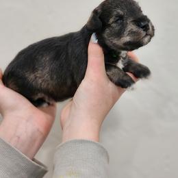 Miniature Schnauzer Puppies from J&K's Miniature Schnauzers