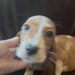 Girl 1 - Mahogany and white female Basset Hound puppy in Letcher, Kentucky from Hackers Appalachian Basset Hounds