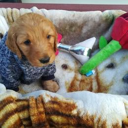 Goldendoodle Puppies from Lu Doodles