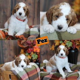Pez - Parti male Goldendoodle puppy in Sioux Falls, South Dakota from Dolly's Doodles