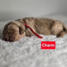 Charm - Apricot male Goldendoodle puppy in Summerville, South Carolina from Channys Doodles