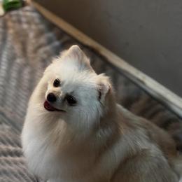 Pixie - Pomeranian