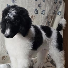 Boy 1 - Poodle puppy in Mayfield Heights, Ohio from Sheridance Poodles