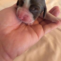 Girl 4 - Liver and white female English Springer Spaniel puppy in Wells, Vermont from Everyday Sunshine Springers