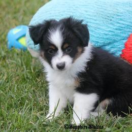 Miniature Australian Shepherd and Toy Australian Shepherd Puppies from Sapphire Stables