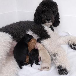 Goldendoodle puppies from BridleWoof