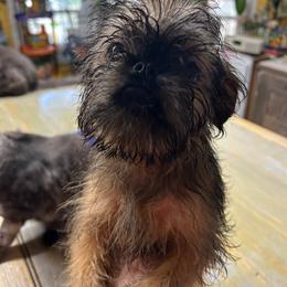 Benny - Belge male Brussels Griffon puppy in Nocona, Texas from Alias I Am Brussels
