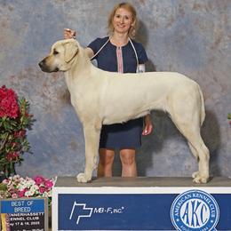 Anatolian Shepherd Dog puppies from Royal Kennels
