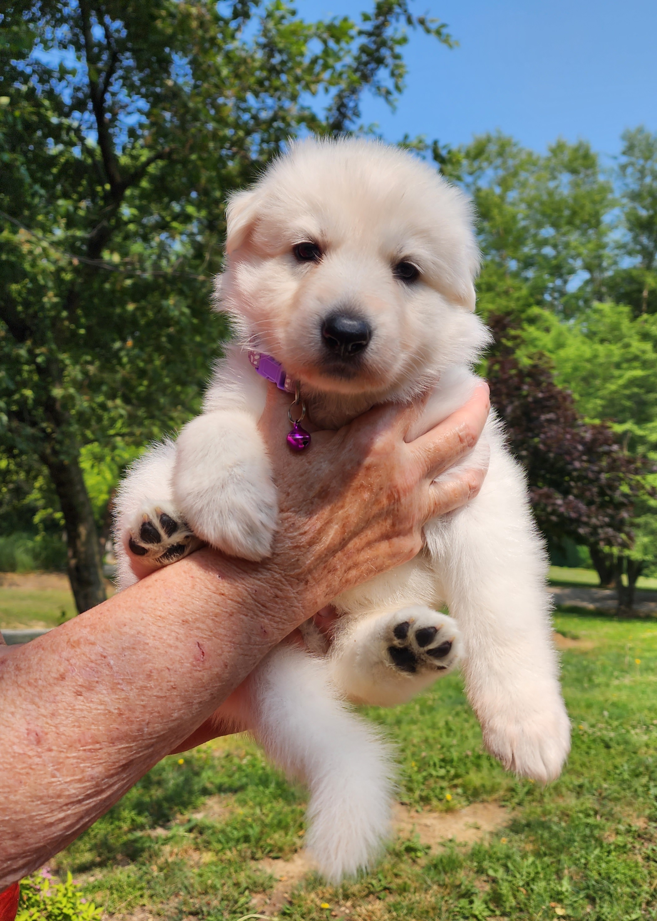 German Shepherd Puppies from Von Hoene Heritage Shepherds