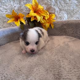 Male 2 - Black and white male Pomsky puppy in Bucyrus, Missouri from Hill Top Pomskies