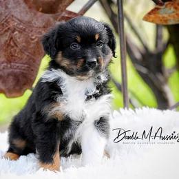 Pebble - Black tri-color female Australian Shepherd puppy in Olivehurst, California from Double M Aussies
