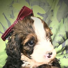 Girl 3 - Tri-color female Bernedoodle puppy in Captain Cook, Hawaii from Big Island Goldendoodles