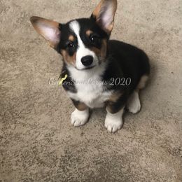 Pembroke Welsh Corgi Puppies from Golden State Corgis