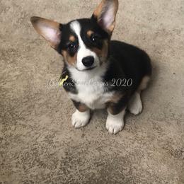 Pembroke Welsh Corgi Puppies from Golden State Corgis