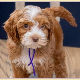 Cinderella - Red and white female Cockapoo puppy in Connersville, Indiana from Deaz Doodle Ranch