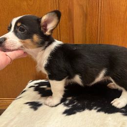 Loretta - Black and tan female Pembroke Welsh Corgi puppy in Rosharon, Texas from Hallin’ Corgis