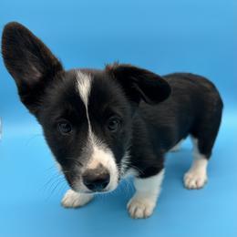 Blitzen - Brindle and white male American Corgi puppy in Waskom, Texas from Piney Woods Corgis