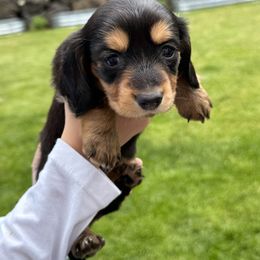 Rosalina - Black and tan female Dachshund puppy in Bonney Lake, Washington from HP Dachs
