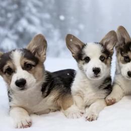 Pembroke Welsh Corgis from Westbrooke Kennels