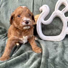 Boy 3 - Red male Irish Doodle puppy in Bloomfield, Iowa from Schooley Doodles