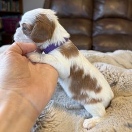 Gracie - Blenheim female Cavapoo puppy in Brandenburg, Kentucky from Bluegrass River Newfoundlands