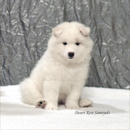 Samoyed Puppies from Desert Rose Samoyeds