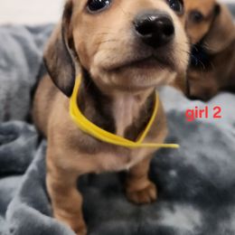 Girl 2 - Cream female Dachshund puppy in Grants Pass, Oregon from Climate City Doxies