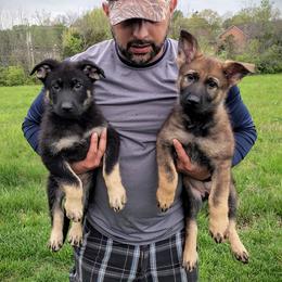 German Shepherd Puppies from Cintron K9
