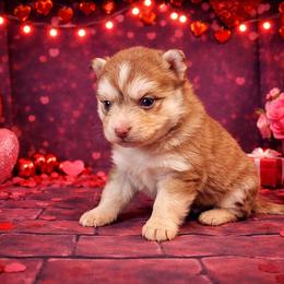Abigail - Red and white female Pomsky puppy in Amarillo, Texas from Pom Pom Pomskies