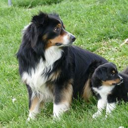 English Shepherd Puppies from Oerly's English Shepherds