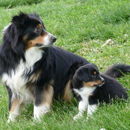 English Shepherd Puppies from Oerly's English Shepherds