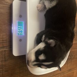 Siberian Husky Puppies from Alexandra's Siberian Huskies