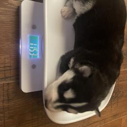 Siberian Husky Puppies from Alexandra's Siberian Huskies