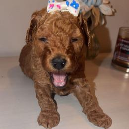 Liberty - Apricot female Goldendoodle puppy in Springfield, Tennessee from BK3 Miniature Goldendoodles