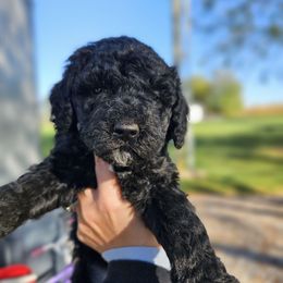 Trixie - Black female Goldendoodle puppy in Forest, Ohio from Mini Doodle Buddies